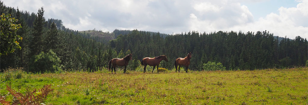 Tappa 08, cavalli lungo le praterie di Eskerika