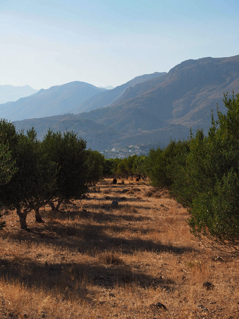 Creta, La steppa tra gli Ulivi nei pressi di Frangokastelo