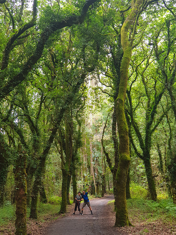 Tappa 36, gli ultimi kilometri di cammino nei boschi secolari fuori Santiago