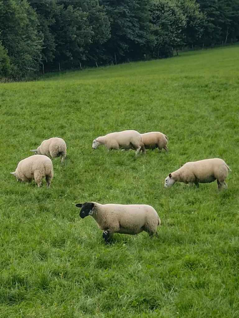 Le pecore sono piuttosto a loro agio nei pascoli scozzesi