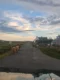 Mucche ad Harris lungo la strada